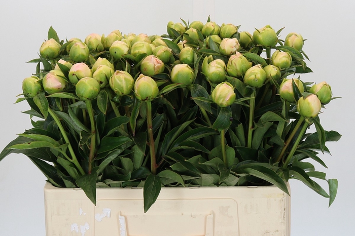 <h4>Paeonia Miss America</h4>