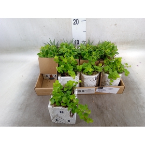 Arr.   Kamerplant Groen L%