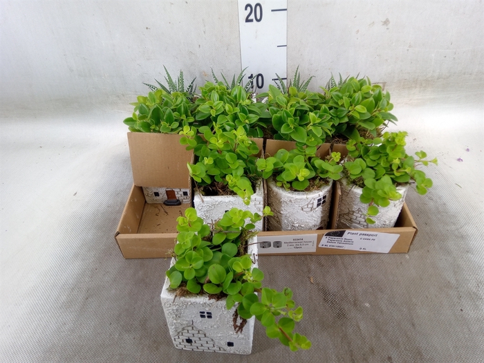 <h4>Arr.   Kamerplant Groen L%</h4>