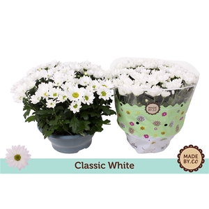 Chrysant Classic White