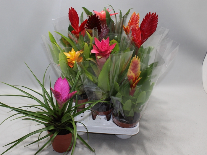 <h4>BROMELIA GEM</h4>