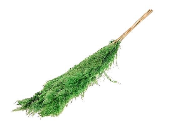 Bunch Gynerium 5 Pcs Slv L120