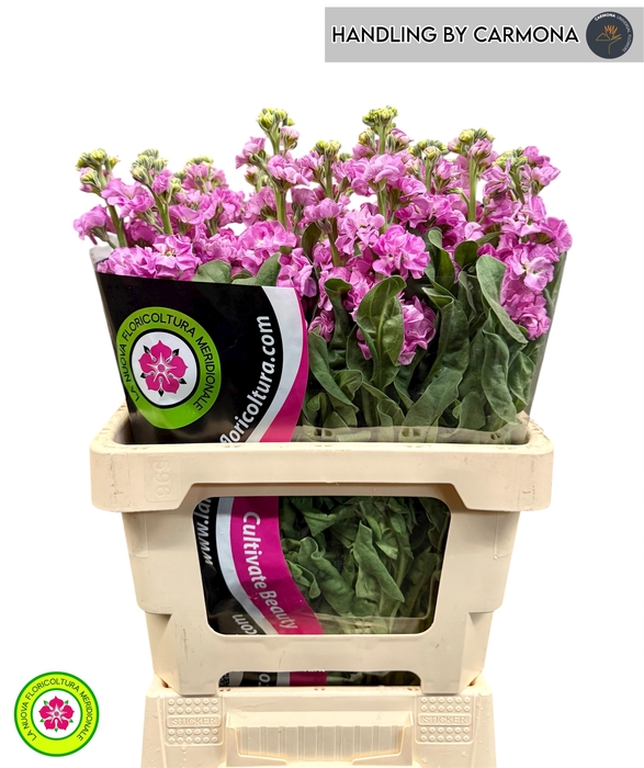 <h4>MATTH IRON PINK</h4>
