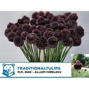 Allium Forelock