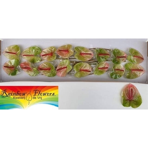 ANTH A AVO DANIELLE GREEN-PINK