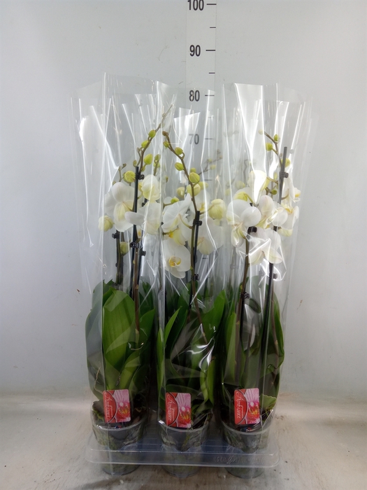 <h4>Phalaenopsis   ...white</h4>