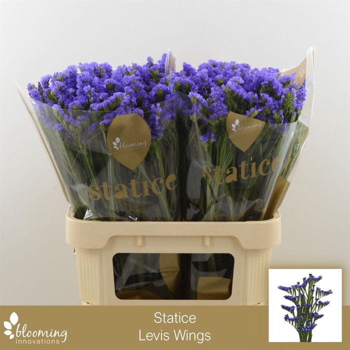 <h4>LIMONIUM SINUATUM 'LEVIS WINGS'</h4>