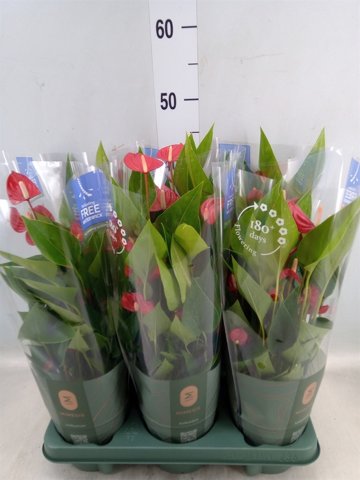 <h4>Anthurium andr. 'Mill Flowers Red'</h4>