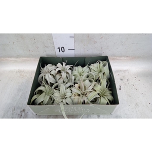 Tillandsia xerographica