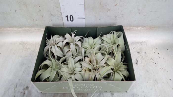 <h4>Tillandsia xerographica</h4>