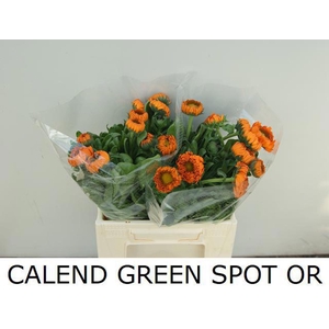 CALENDULA GREEN SPOT ORANGE CALEND