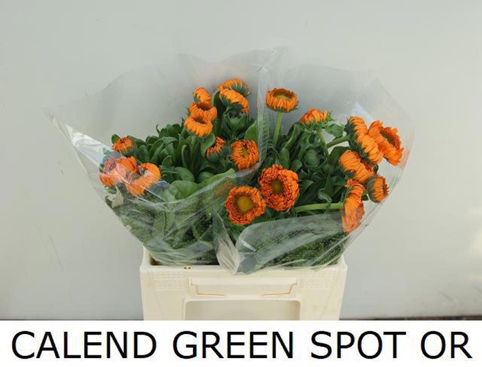 <h4>CALENDULA GREEN SPOT ORANGE CALEND</h4>