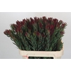 Leucadendron Blush Spray