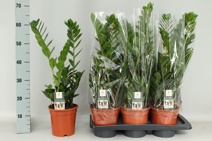 <h4>Zamio Zamiifolia</h4>