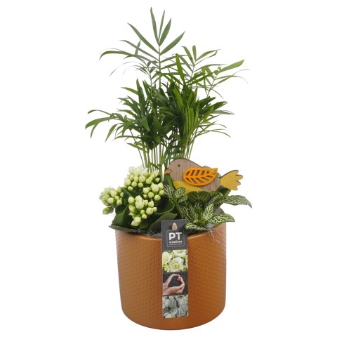 <h4>PTIB6471 Arrangementen kamerplanten</h4>