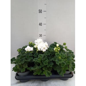 Pelargonium zona.   ...F1