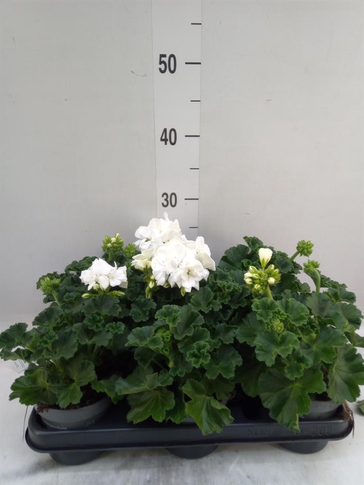 <h4>Pelargonium zona.   ...F1</h4>