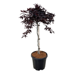Fagus syl. 'Rohan Weeping'
