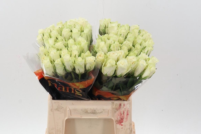 <h4>R Gr Athena</h4>