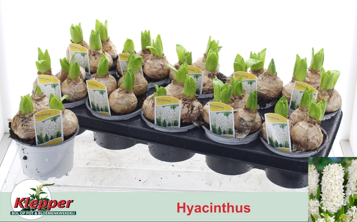 <h4>HYACIN WHITE PEARL</h4>