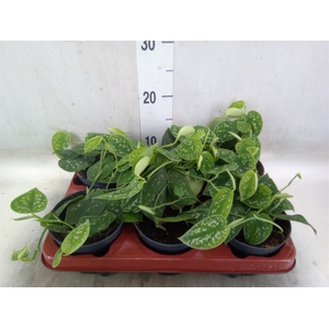 Scindapsus pictus 'Argyraeus'