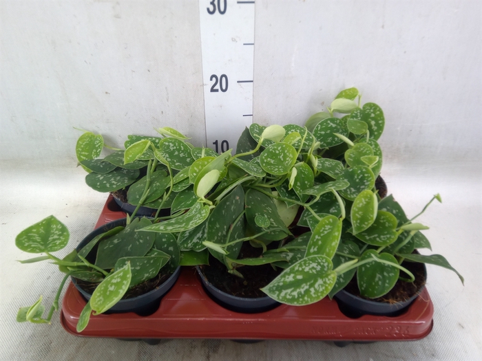 <h4>Scindapsus pictus 'Argyraeus'</h4>