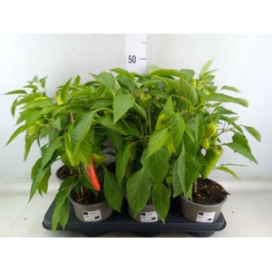 Capsicum annuum   ...paprika