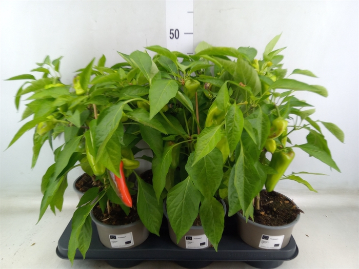 <h4>Capsicum annuum   ...paprika</h4>