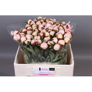 Paeonia Florence Nicholls