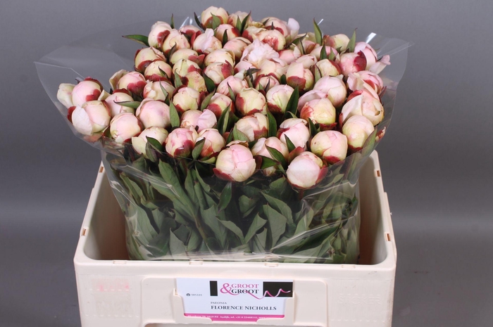<h4>Paeonia Florence Nicholls</h4>