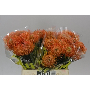Leucospermum Ayoba Peach