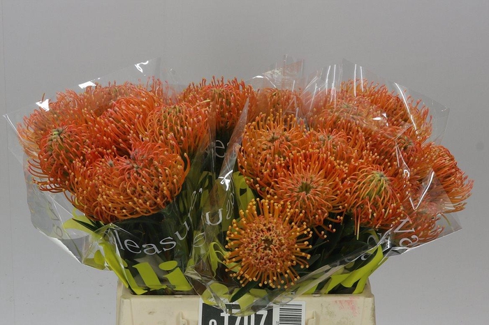 <h4>Leucospermum Ayoba Peach</h4>