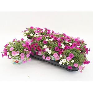 Calibrachoa Trixi Pink Paradise