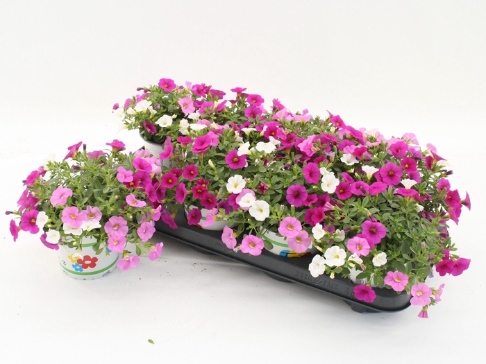 <h4>Calibrachoa Trixi Pink Paradise</h4>