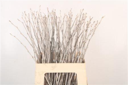 <h4>Populus Alba</h4>