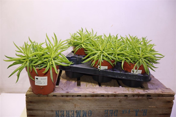 <h4>arr8 Pep Ov</h4>