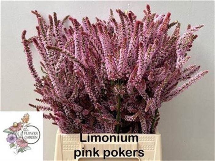 <h4>. Organic. Psylliostachys Suwor</h4>