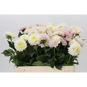 Dahlia Pink Silk