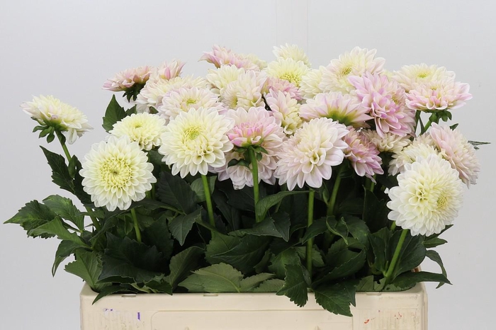 <h4>Dahlia Pink Silk</h4>