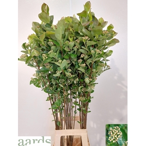 ARONIA MELANOCAR BLD