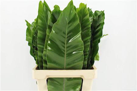 <h4>ASPLENIUM NIDUS 92CM</h4>