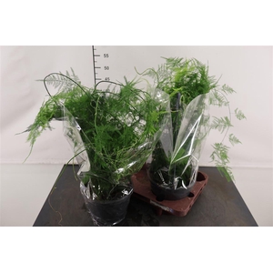 Asparagus 19 Cm. P. Setaceus Plumosus