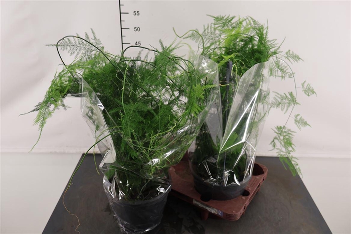 <h4>Asparagus 19 Cm. P. Setaceus Plumosus</h4>