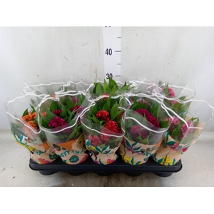 Celosia arg. CR 'Twisted'   ...mix