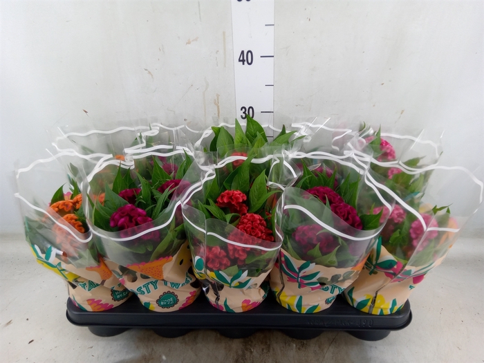 <h4>Celosia arg. CR 'Twisted'   ...mix</h4>