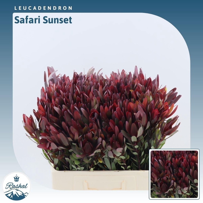 <h4>Leucadendron Safari Sunset</h4>