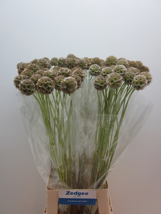 <h4>SCABIOSA STELLATA ZD</h4>