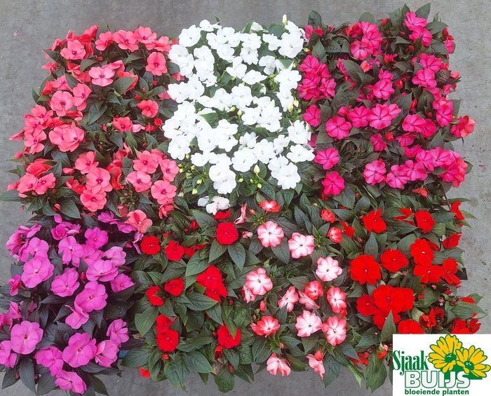 <h4>IMPAT NG GEM 6 KL</h4>