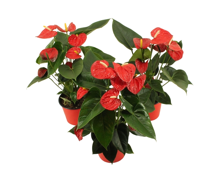 <h4>Anthurium XL.17 Easy Red pot 14cm (LET OP IS EASY RED!)</h4>