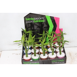 DRACENA LUCKY BAMBOO P06